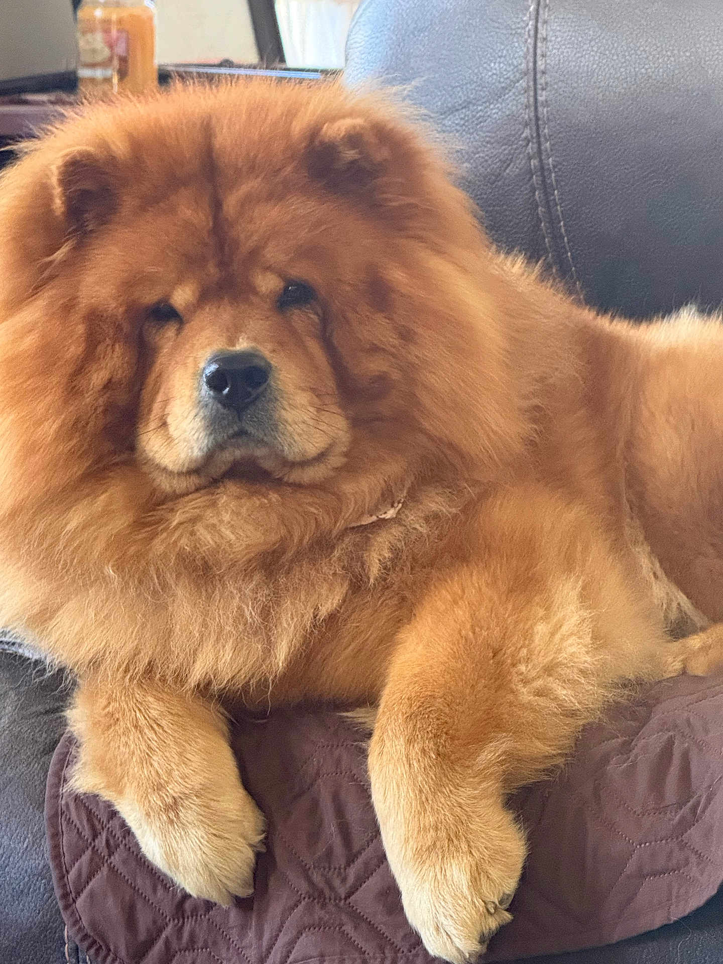 Oakley is registered to the contest to win money with this photo: dog, chow_chow, fluffy, pet, animal, canine, indoor, couch, relaxed, furry, paw, mammal, companion, portrait, brown, cute, domestic, resting, cozy, fur