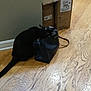Milo joined the competition — help win amazing prizes! black_cat, cat, handbag, bag, floor, wood_floor, cardboard_boxes, boxes, indoor, curious_cat, pet, animal, tail, wall, baseboard, exploring, domestic_cat, side_view, furniture, home