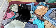Milo is registered to the contest to win money with this photo: black_cat, clothes, folded_clothes, bed, indoor, laundry, fabric, cat, yellow_eyes, wooden_floor, dresser, casual, textile, comfortable, pet, resting, stack, colorful, domestic, curious