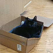 Milo joined the competition — help win amazing prizes! black_cat, cat, cardboard_box, wooden_floor, indoor, pet, animal, yellow_eyes, feline, cozy, curious, looking, resting, home, domestic, flooring, box, closeup, cute, quiet