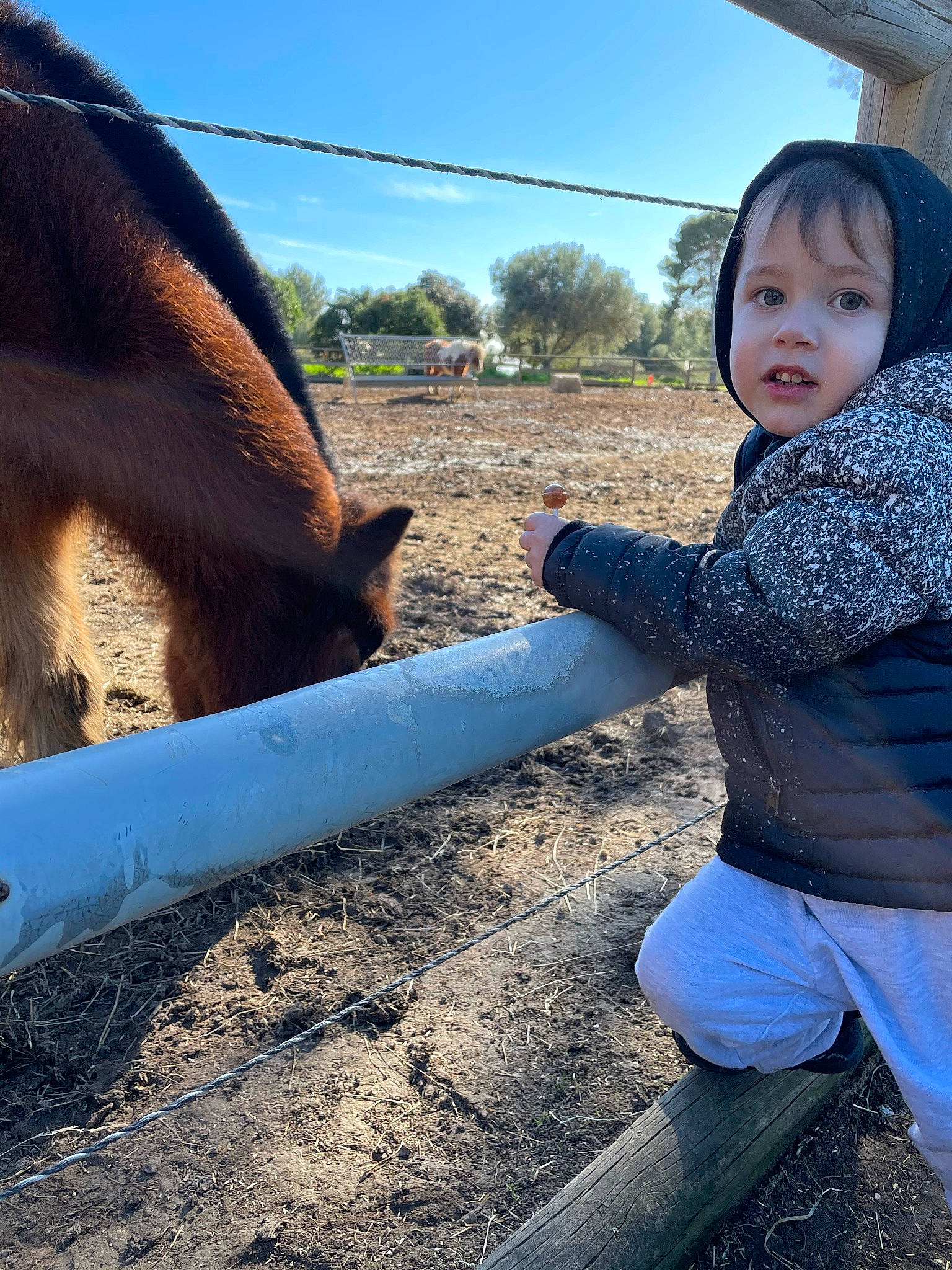 Sandro a rejoint le concours — aidez-le/la à gagner de superbes lots ! fawn, fun, grass, grassland, grazing, happy, head, human_leg, landscape, leisure, livestock, mane, pack_animal, person, sky, snout, soil, terrestrial_animal, toddler, tree