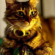 Bowi participe au concours pour gagner de l'argent avec cette photo : cat, tabby, pet, animal, close_up, feline, collar, green_eyes, fur, whiskers, paws, quilt, colorful, texture, indoor, cozy, curious, portrait, resting, warm_lighting