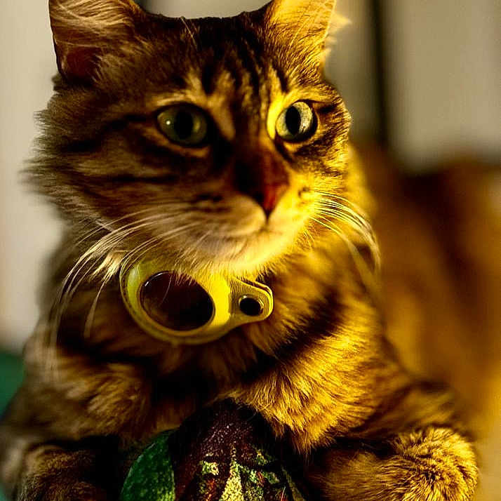 Bowi participe au concours pour gagner de l'argent avec cette photo : animal, cat, close_up, collar, colorful, cozy, curious, feline, fur, green_eyes, indoor, paws, pet, portrait, quilt, resting, tabby, texture, warm_lighting, whiskers