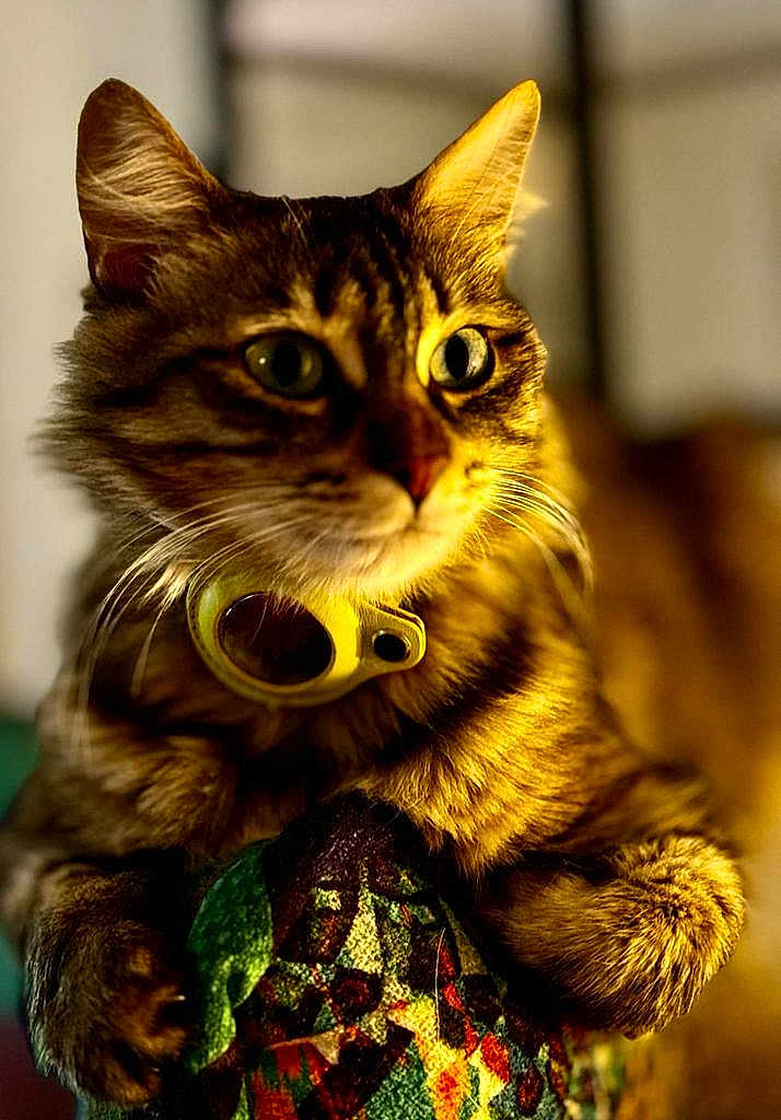 Bowi participe au concours pour gagner de l'argent avec cette photo : cat, tabby, pet, animal, close_up, feline, collar, green_eyes, fur, whiskers, paws, quilt, colorful, texture, indoor, cozy, curious, portrait, resting, warm_lighting