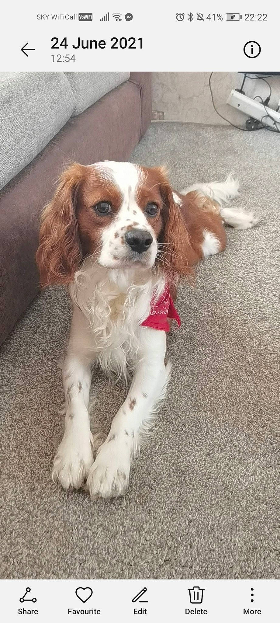 Maximus joined the competition — help win amazing prizes! canidae, carnivore, cavalier_king_charles_spaniel, companion_dog, dog, dog_breed, fawn, fur, gun_dog, hunting_dog, king_charles_spaniel, liver, puppy, snout, spaniel, sporting_group, toy_dog