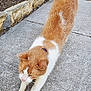 Josie joined the competition — help win amazing prizes! animal, cat, closeup, collar, concrete, curious, daylight, fur, ginger_cat, nature, outdoor, paw, pet, sidewalk, stone_border, stretching, tail, walking, whiskers, white_cat
