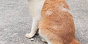 Josie joined the competition — help win amazing prizes! alone, animal, cat, concrete, curious, daylight, ears, fur, ginger_cat, looking_back, nature, outdoor, path, pet, quiet, side_view, sitting, tail, whiskers, white_cat