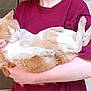 animal, arms, cat, comfort, cute, domestic_pet, feline, fur, hands, holding, indoor, mammal, maroon_shirt, orange_cat, person, pet, relaxed, resting, sleeping, white_cat