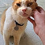 Josie is registered to the contest to win money with this photo: animal, cat, chin_scratch, closeup, collar, concrete_floor, domestic, ears, expression, friendly, fur, hand, orange_and_white, outdoor, paws, pet, scratching, scruffy, tag, whiskers