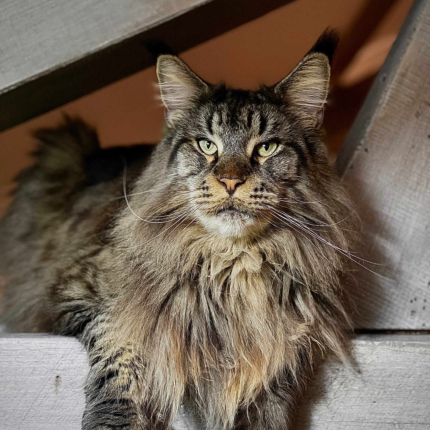 Roméo participe au concours pour gagner de l'argent avec cette photo : animal, beam, cat, close_up, domestic_animal, ears, eyes, feline, fluffy, fur, indoor, long_hair, maine_coon, mammal, pet, portrait, relaxed, resting, whiskers, wood