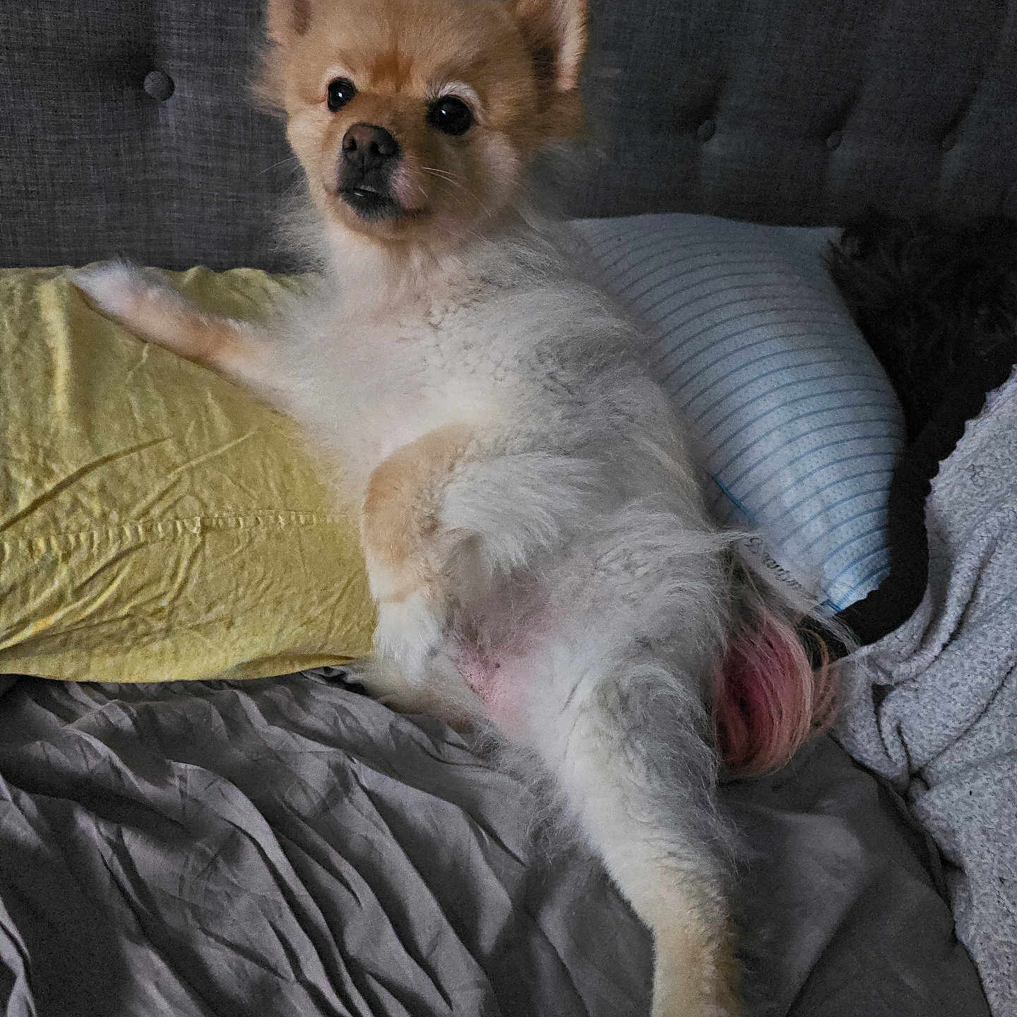 Cilantro is registered to the contest to win money with this photo: animal, bed, blanket, canine, cozy, curious, cute, dog, domestic, fur, furry, headboard, home, indoors, mammal, pet, pillow, relaxed, resting, sleepy