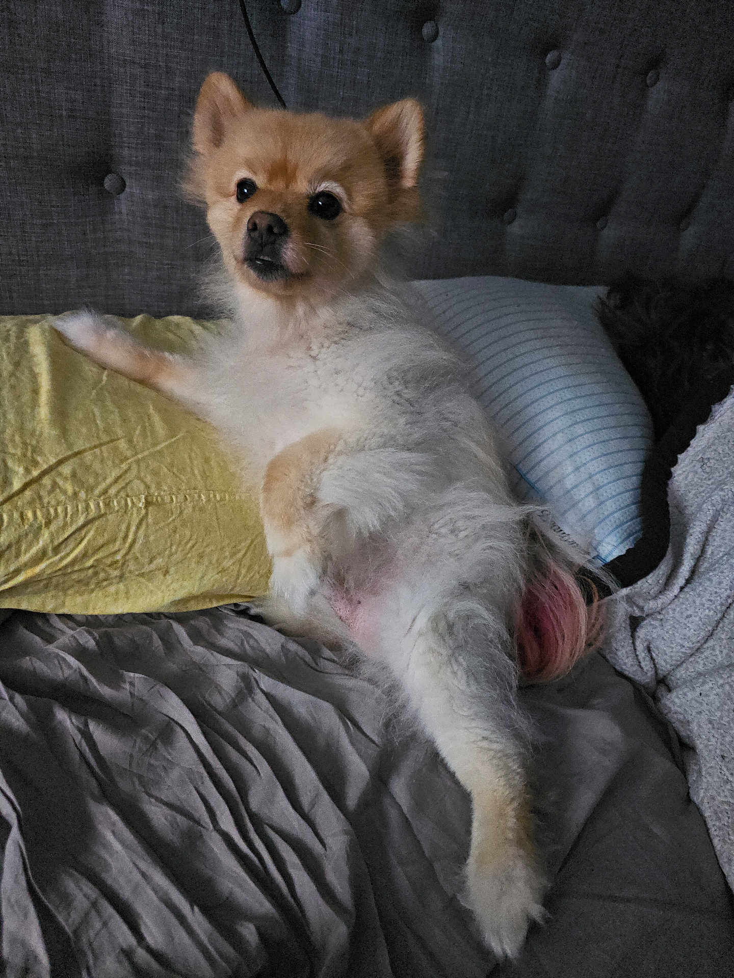 Cilantro is registered to the contest to win money with this photo: animal, bed, blanket, canine, cozy, curious, cute, dog, domestic, fur, furry, headboard, home, indoors, mammal, pet, pillow, relaxed, resting, sleepy