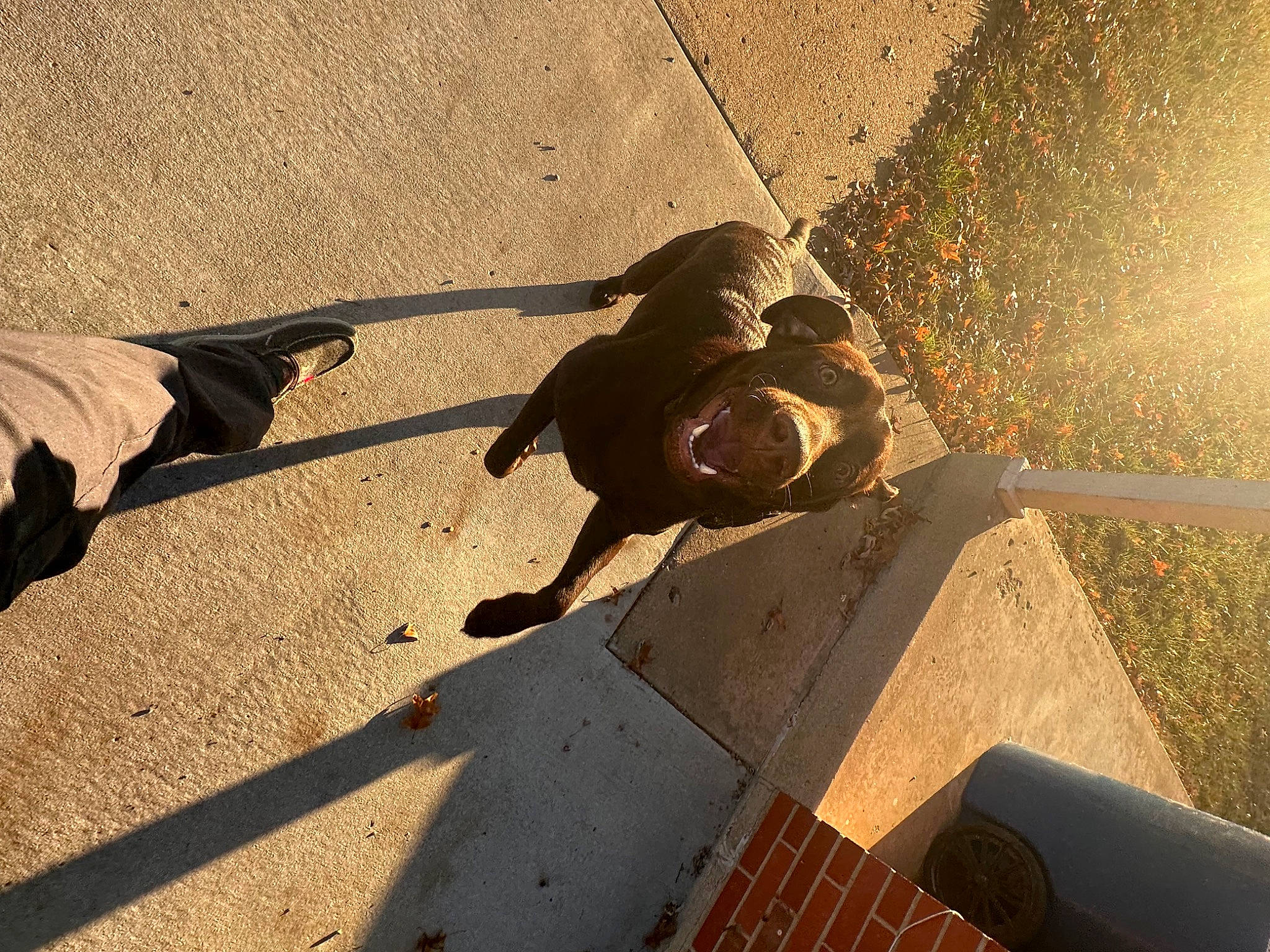 Whiskey is registered to the contest to win money with this photo: asphalt, automotive_tire, concrete, flooring, grass, human_leg, landscape, metal, recreation, reflection, road, road_surface, shadow, sidewalk, soil, sporting_group, sunglasses, sunlight, tints_and_shades, wood