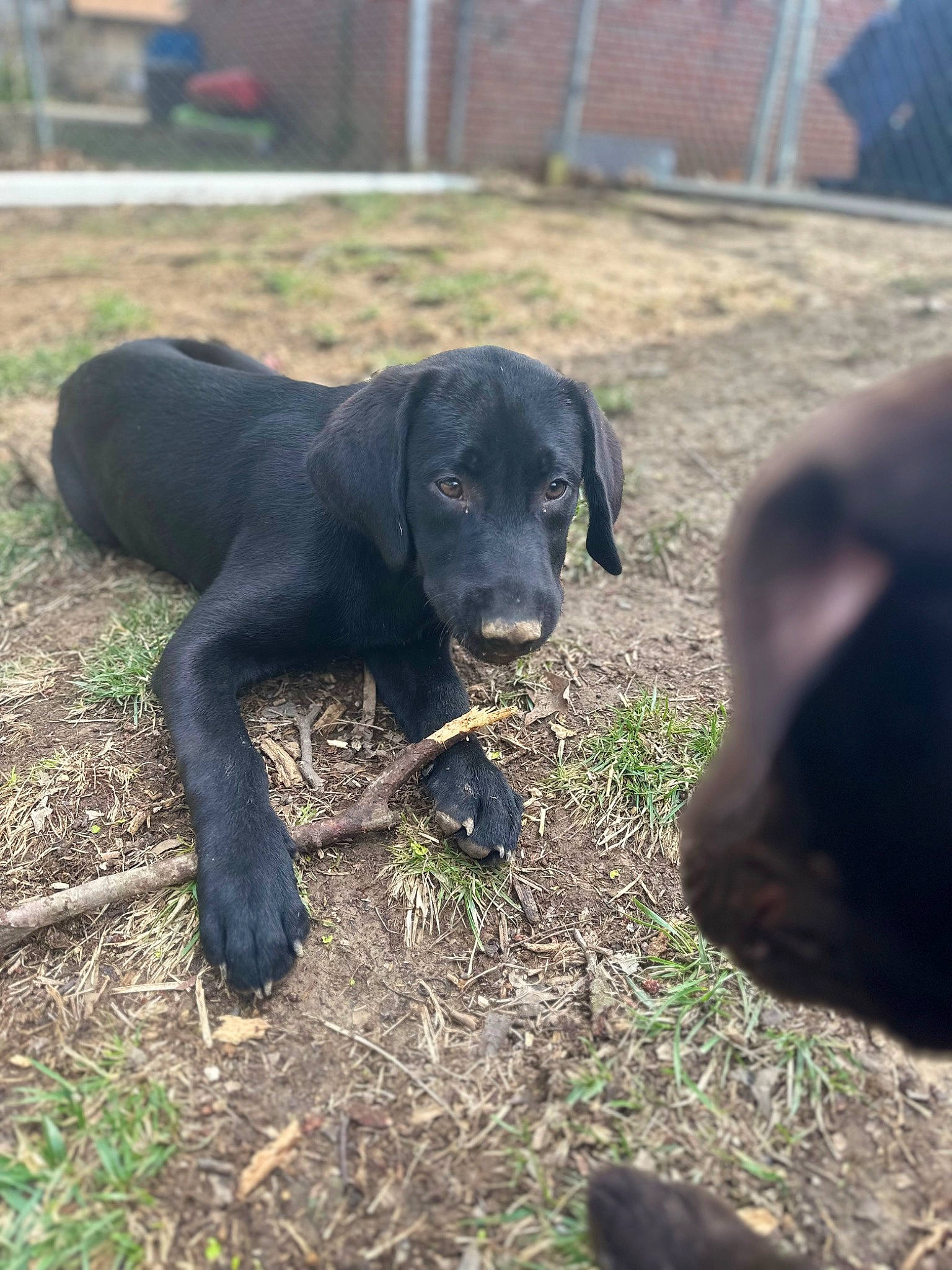 Busch joined the competition — help win amazing prizes! borador, canidae, carnivore, companion_dog, dog, dog_breed, event, grass, grassland, guard_dog, gun_dog, hunting_dog, plant, retriever, soil, tail, terrestrial_animal, working_animal