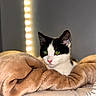 Aïko participe au concours pour gagner de l'argent avec cette photo : animal, bed, black_and_white, blanket, cat, closeup, comfort, cozy, cute, domestic, feline, fur, green_eyes, indoor, pet, portrait, relaxed, resting, soft_texture, warm_lighting