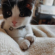 Aïko participe au concours pour gagner de l'argent avec cette photo : animal, bell, black_and_white, cat, close_up, collar, cozy, curious, cute, domestic, feline, fluffy_blanket, indoor, kitten, paws, pet, portrait, soft_texture, whiskers, young_animal
