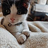 kitten, cat, pet, black_and_white, collar, bell, close_up, cute, feline, fluffy_blanket, indoor, curious, soft_texture, young_animal, whiskers, paws, cozy, animal, domestic, portrait