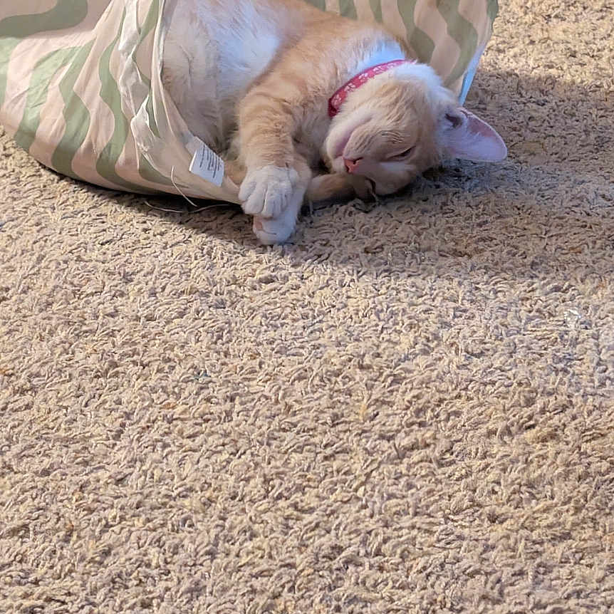 Hazel joined the competition — help win amazing prizes! animal, baby, bag, blanket, canine, cat, couch, dog, furniture, hardwood, homedecor, kitten, manx, person, pet, puppy, quilt, road, siamese, sleeping