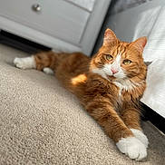 Odie is registered to the contest to win money with this photo: animal, carpet, cat, cute, domestic_cat, ears, eyes, feline, fluffy_fur, fur, indoor, nose, orange_cat, paws, pet, relaxed, resting, sunlight, whiskers, white_paws