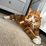 animal, carpet, cat, cute, domestic_cat, ears, eyes, feline, fluffy_fur, fur, indoor, nose, orange_cat, paws, pet, relaxed, resting, sunlight, whiskers, white_paws