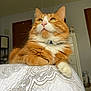 animal, bedroom, cat, closeup, collar, curious, cute, domestic_cat, feline, fur, household, indoor, orange_cat, pet, portrait, quilt, relaxed, resting, whiskers, white_cat