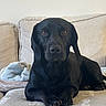 dog, black_dog, pet, portrait, sitting, lying_down, floppy_ears, brown_eyes, black_fur, large_dog, paws, indoors, couch, sofa, blanket, home, living_room, cozy, relaxed, animal_photography