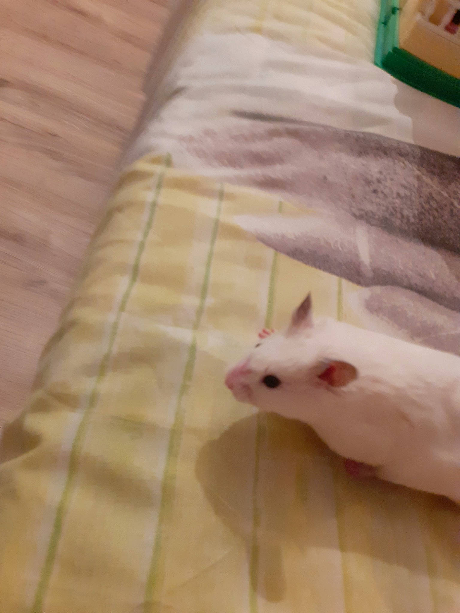 Stitch a rejoint le concours — aidez-le/la à gagner de superbes lots ! bed_sheet, beige, chinchilla, degu, fawn, gerbil, hamster, linens, mouse, muridae, muroidea, pest, rat, rodent, skin, tail, whiskers