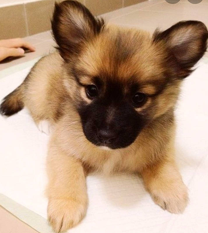 Stitch a rejoint le concours — aidez-le/la à gagner de superbes lots ! canidae, carnivore, companion_dog, dog, dog_breed, ear, eye, fawn, mammal, pomeranian, puppy, rare_breed_dog, snout