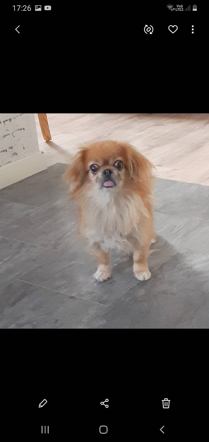 Boogie participe au concours pour gagner de l'argent avec cette photo : canidae, carnivore, chinese_imperial_dog, companion_dog, dog, dog_breed, fawn, fur, japanese_chin, mammal, pekingese, pomeranian, puppy, rare_breed_dog, snout, sporting_group, tibetan_spaniel, toy_dog, vertebrate