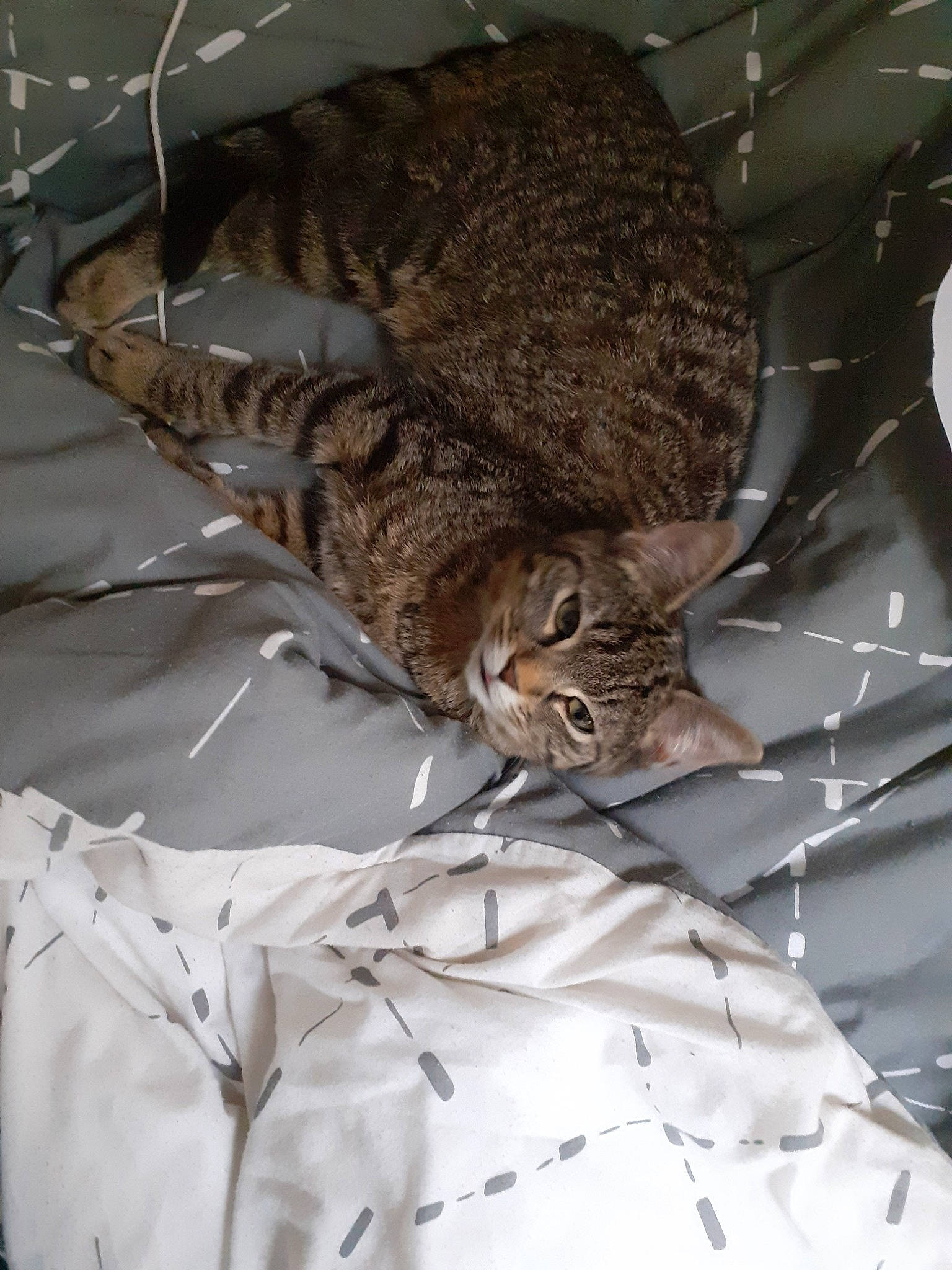 Tigrou participe au concours pour gagner de l'argent avec cette photo : bengal, bobcat, carnivore, cat, domestic_short_haired_cat, dragon_li, european_shorthair, felidae, lynx, pixie_bob, small_to_medium_sized_cats, tabby_cat, whiskers, wild_cat