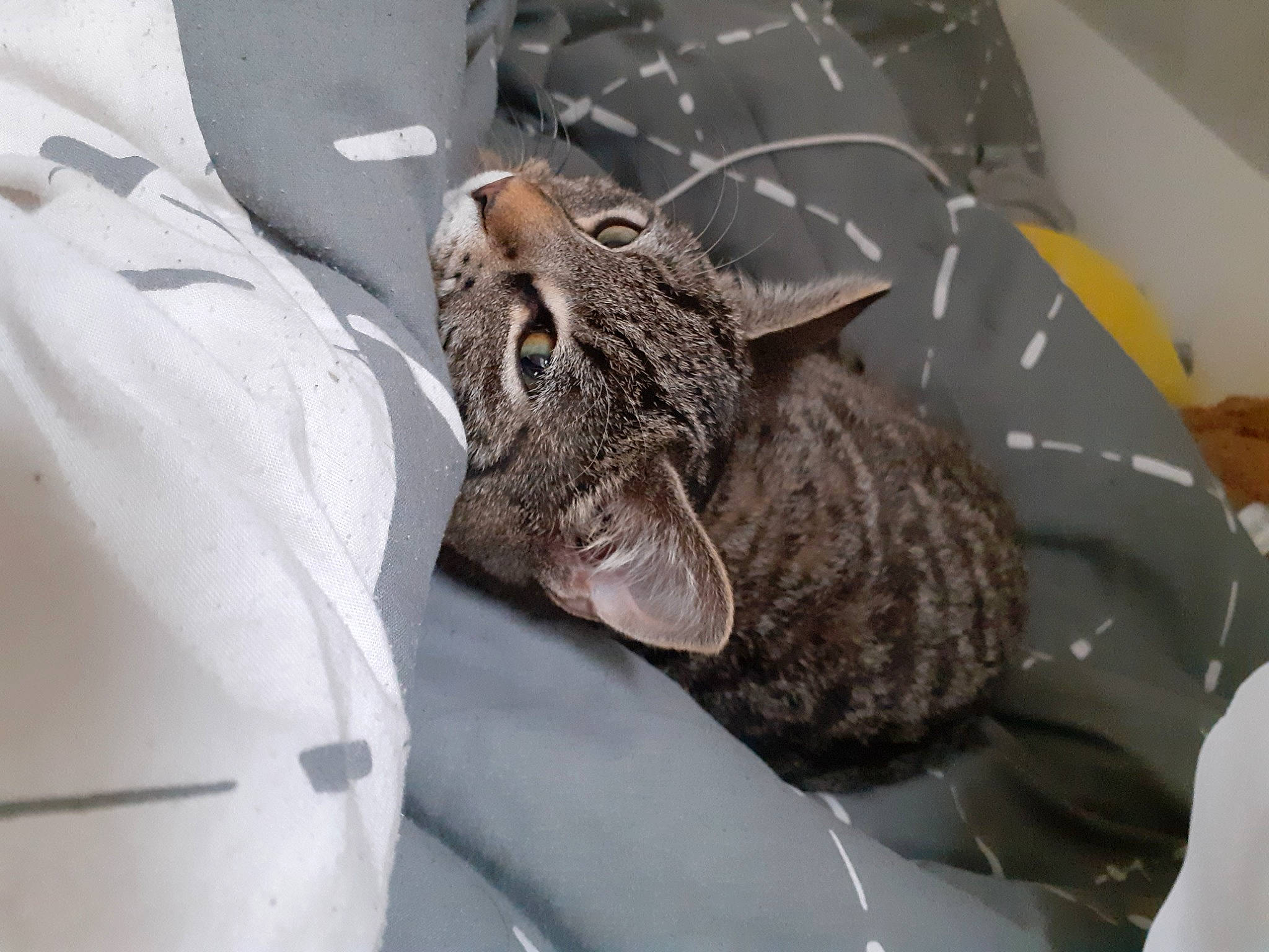 Tigrou a rejoint le concours — aidez-le/la à gagner de superbes lots ! cat, european_shorthair, felidae, small_to_medium_sized_cats, snout, whiskers