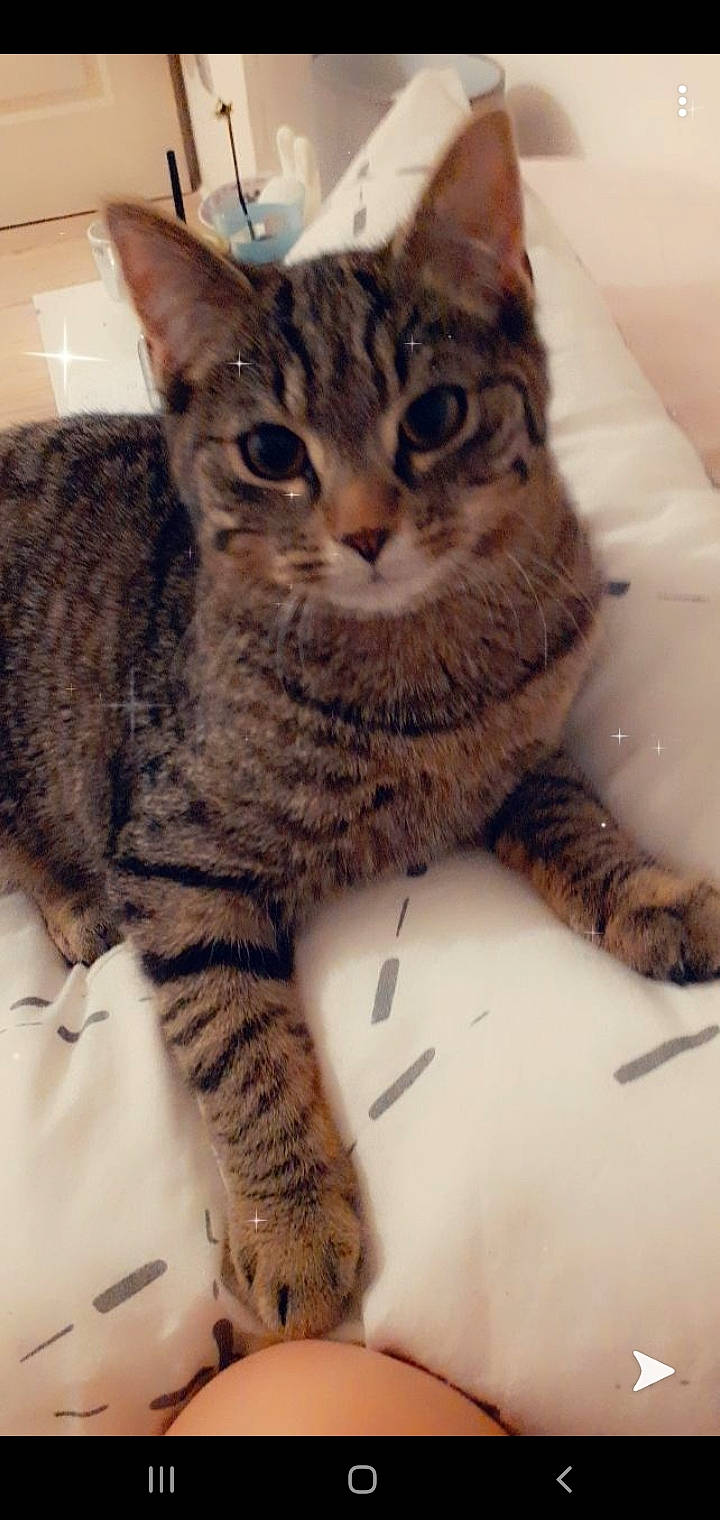 Tigrou participe au concours pour gagner de l'argent avec cette photo : american_shorthair, arabian_mau, asian, australian_mist, california_spangled, carnivore, cat, domestic_short_haired_cat, dragon_li, egyptian_mau, european_shorthair, felidae, kitten, mammal, small_to_medium_sized_cats, snout, tabby_cat, toyger, vertebrate, whiskers