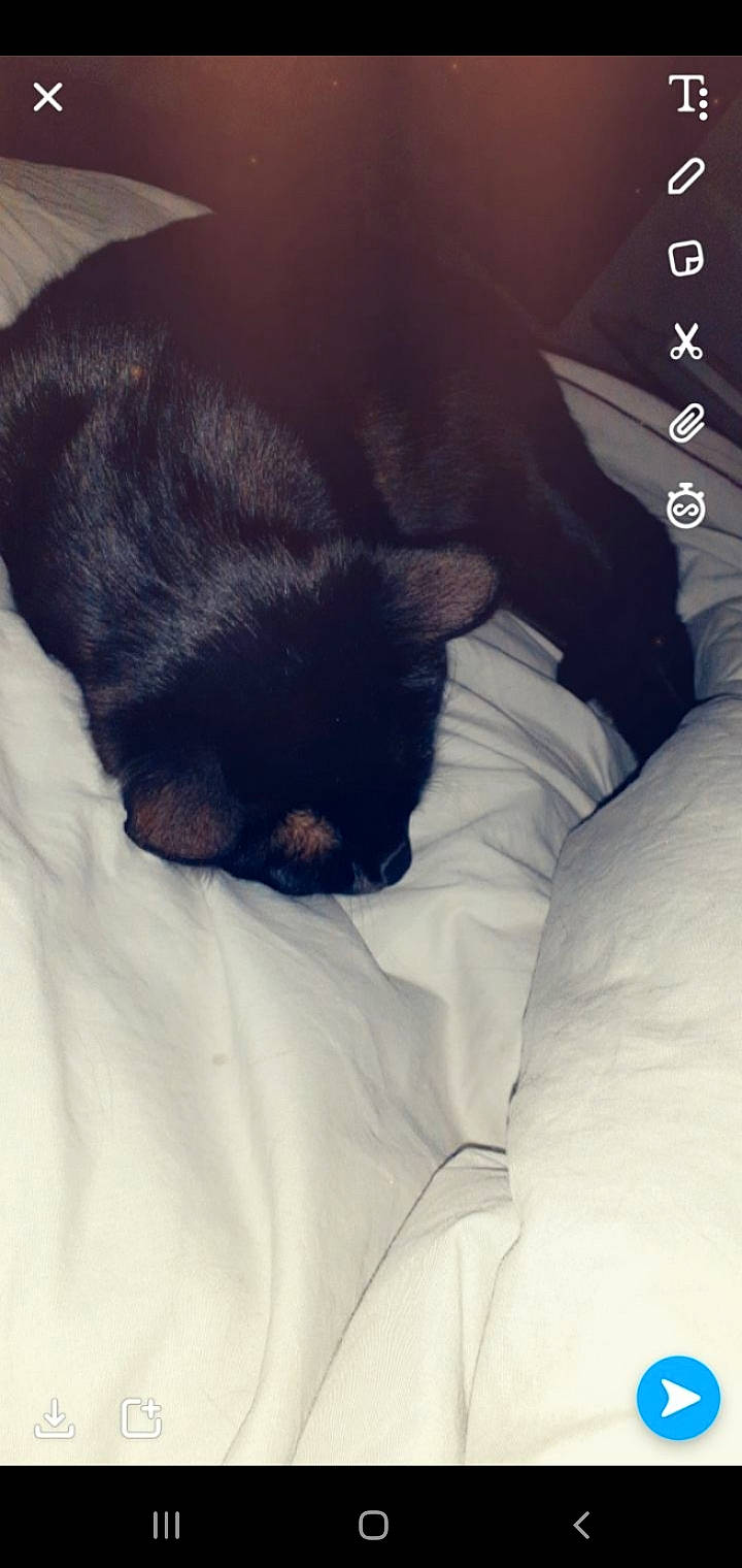 Oreo participe au concours pour gagner de l'argent avec cette photo : black, black_cat, canidae, carnivore, cat, child, dog, dog_breed, ear, felidae, kitten, nap, non_sporting_group, puppy, puppy_love, skin, sleep, small_to_medium_sized_cats, sporting_group, tail