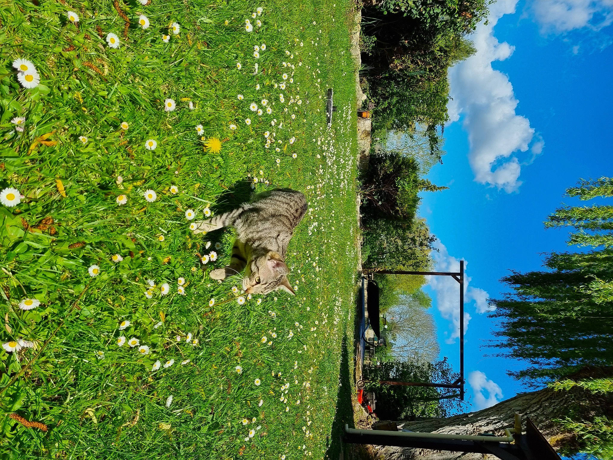 Plume a rejoint le concours — aidez-le/la à gagner de superbes lots ! biome, cloud, grass, grassland, groundcover, landscape, lawn, natural_environment, natural_landscape, nature_reserve, people_in_nature, plant, pole, shrub, sky, street_light, tree, trunk, vegetation, wood