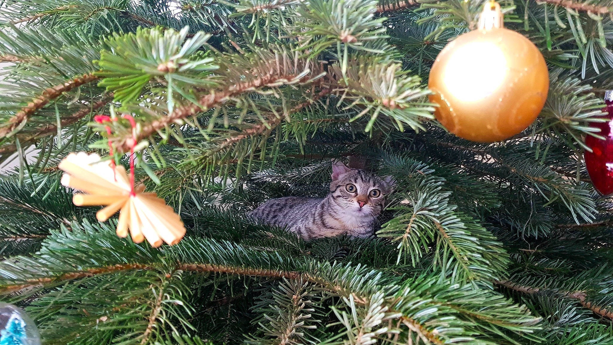 Plume a rejoint le concours — aidez-le/la à gagner de superbes lots ! botany, branch, cat, christmas, christmas_decoration, christmas_ornament, christmas_tree, evergreen, grass, holiday_ornament, larch, leaf, organism, ornament, plant, shortstraw_pine, terrestrial_plant, twig, vegetation, woody_plant