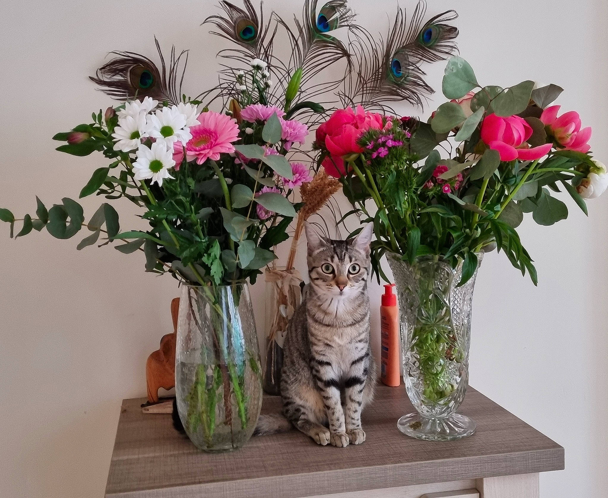 Plume a rejoint le concours — aidez-le/la à gagner de superbes lots ! annual_plant, artifact, artificial_flower, bouquet, branch, centrepiece, creative_arts, flower, flower_arranging, flowering_plant, flowerpot, herbaceous_plant, houseplant, interior_design, petal, plant, rose, rose_family, table, vase