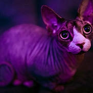 Dolly is registered to the contest to win money with this photo: sphynx_cat, cat, pet, animal, hairless, purple_light, wide_eyes, wrinkled_skin, ears, close_up, portrait, indoor, dark_background, curled_tail, mysterious, alert, feline, domestic_cat, night, soft_focus