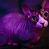 sphynx_cat, cat, pet, animal, hairless, purple_light, wide_eyes, wrinkled_skin, ears, close_up, portrait, indoor, dark_background, curled_tail, mysterious, alert, feline, domestic_cat, night, soft_focus