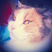 Zabeille participe au concours pour gagner de l'argent avec cette photo :