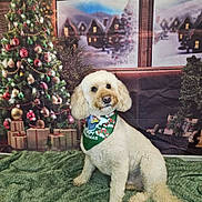 Ziggy joined the competition — help win amazing prizes! dog, poodle, christmas, holiday, festive, bandana, decorated_tree, presents, green_blanket, indoors, portrait, cute, pet, fur, window, winter_scene, holiday_decor, celebration, smiling, background