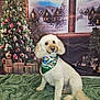 dog, poodle, christmas, holiday, festive, bandana, decorated_tree, presents, green_blanket, indoors, portrait, cute, pet, fur, window, winter_scene, holiday_decor, celebration, smiling, background