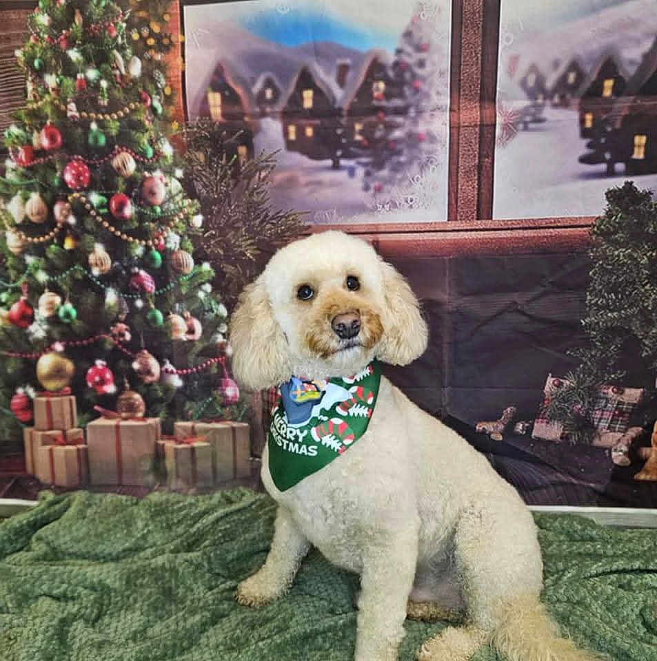 Ziggy joined the competition — help win amazing prizes! dog, poodle, christmas, holiday, festive, bandana, decorated_tree, presents, green_blanket, indoors, portrait, cute, pet, fur, window, winter_scene, holiday_decor, celebration, smiling, background