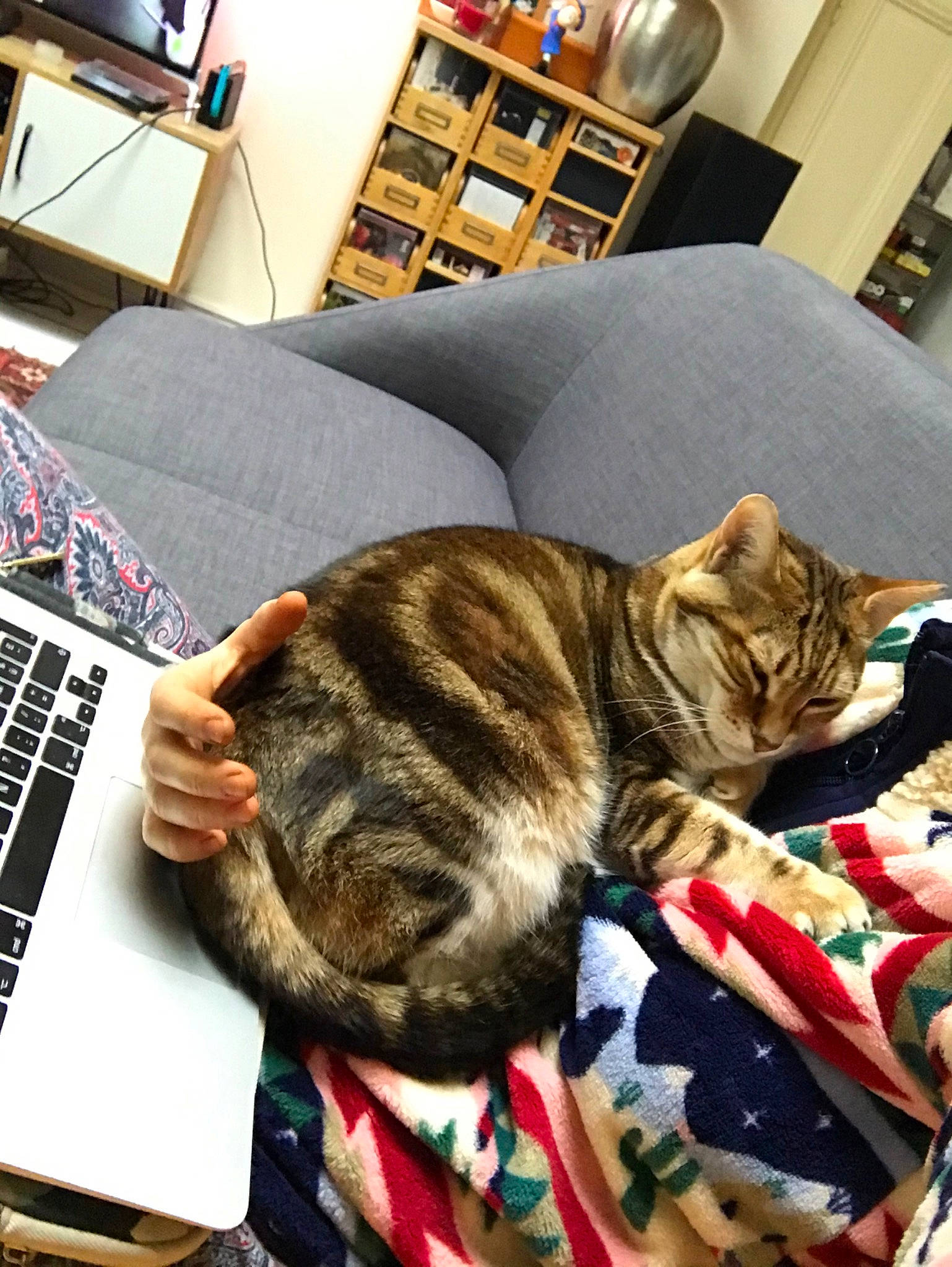 Haru participe au concours pour gagner de l'argent avec cette photo : american_shorthair, asian, california_spangled, carnivore, cat, domestic_short_haired_cat, dragon_li, ear, european_shorthair, fawn, felidae, fur, kitten, nap, paw, sleep, small_to_medium_sized_cats, tabby_cat, toyger, whiskers