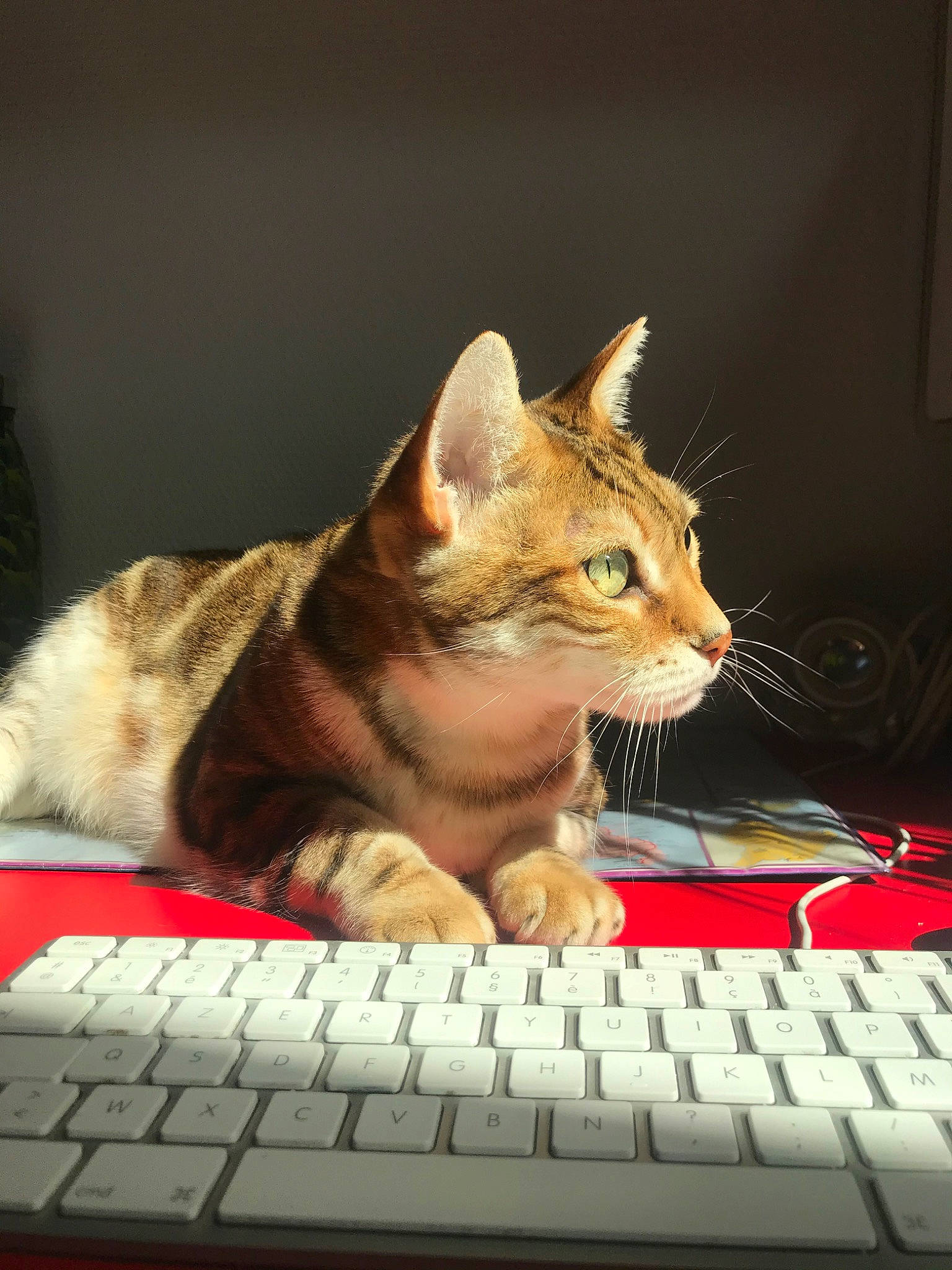 Haru participe au concours pour gagner de l'argent avec cette photo : american_shorthair, asian, california_spangled, carnivore, cat, computer, computer_keyboard, domestic_short_haired_cat, dragon_li, electronic_device, european_shorthair, felidae, kitten, mammal, paw, small_to_medium_sized_cats, tabby_cat, technology, toyger, whiskers