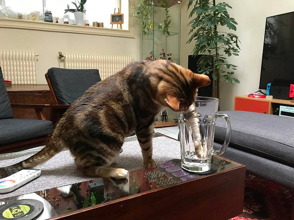 Haru participe au concours pour gagner de l'argent avec cette photo : american_shorthair, asian, california_spangled, carnivore, cat, domestic_short_haired_cat, dragon_li, european_shorthair, felidae, fur, kitten, ocicat, small_to_medium_sized_cats, sokoke, tabby_cat, table, tail, toyger, whiskers