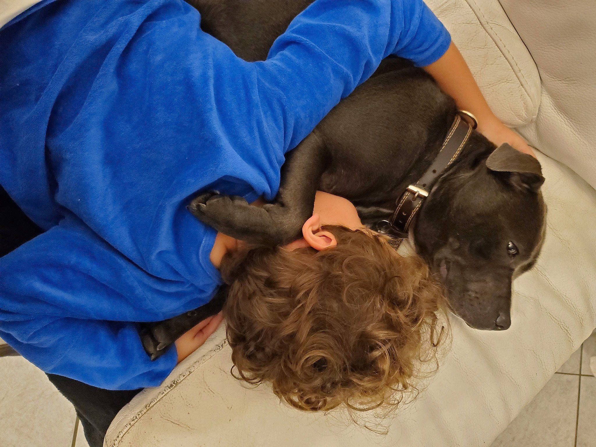 Valentin a rejoint le concours — aidez-le/la à gagner de superbes lots ! canidae, carnivore, collar, comfort, companion_dog, dog, dog_breed, dog_collar, elbow, electric_blue, fawn, fur, gesture, guard_dog, leash, liver, person, sitting, sporting_group, working_animal