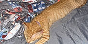 Simba is registered to the contest to win money with this photo: bed, blanket, person, sleeping, cat, ginger_cat, stretching, bedroom, cozy, indoor, furniture, gray_bedspread, patterned_blanket, relaxation, comfort, nightwear, rest, animal, pet, home