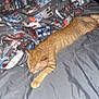 bed, blanket, person, sleeping, cat, ginger_cat, stretching, bedroom, cozy, indoor, furniture, gray_bedspread, patterned_blanket, relaxation, comfort, nightwear, rest, animal, pet, home