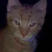 Simba is registered to the contest to win money with this photo: cat, orange_tabby, pet, animal, whiskers, ears, face, portrait, feline, domestic_cat, closeup, indoor, purple_light, mysterious, eyes, fur, collar, night, dark_background, cute