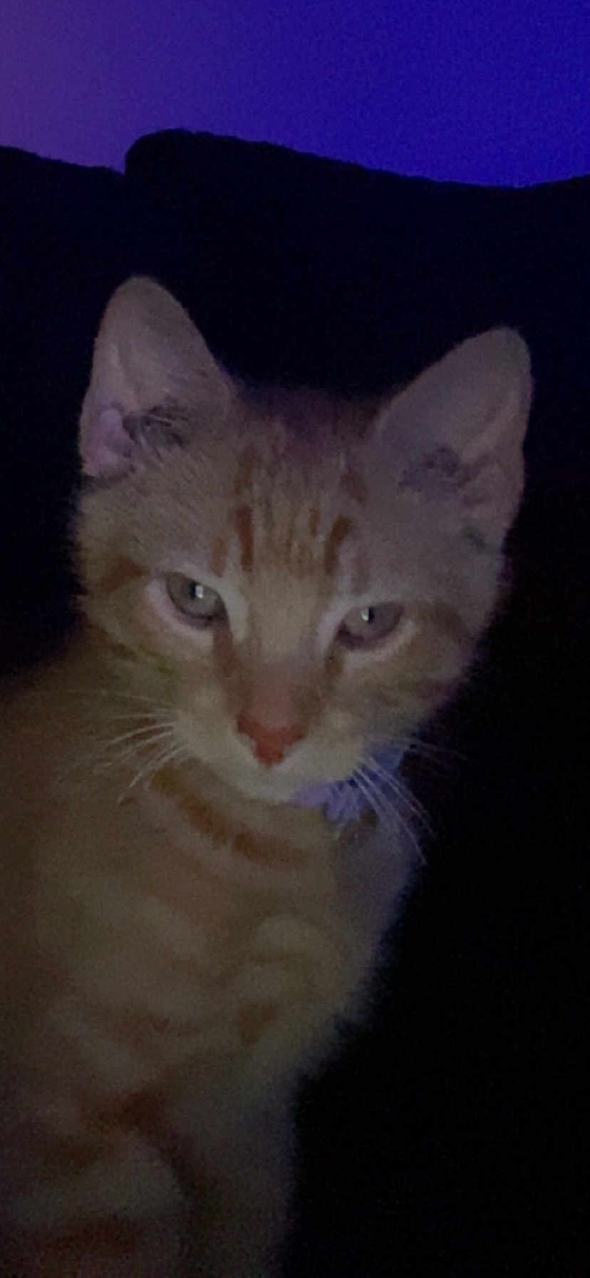Simba